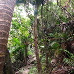 Takaka Cave