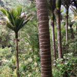 Takaka Cave