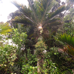 Heaphy Track