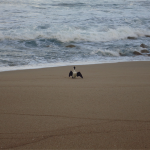 Heaphy Track