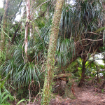 Heaphy Track