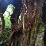 Heaphy Track