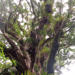 Heaphy Track