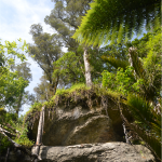 Grove Scenic Reserve