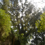 Grove Scenic Reserve